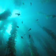 Nuru Seaweed at Deep sea